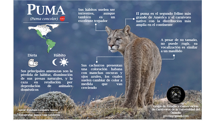 web partes Nuez Puma, el felino más grande que habita en el Quindío - La Crónica del Quindío