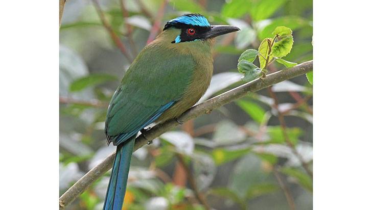 El Barranquero: una de las aves más  bellas de Colombia