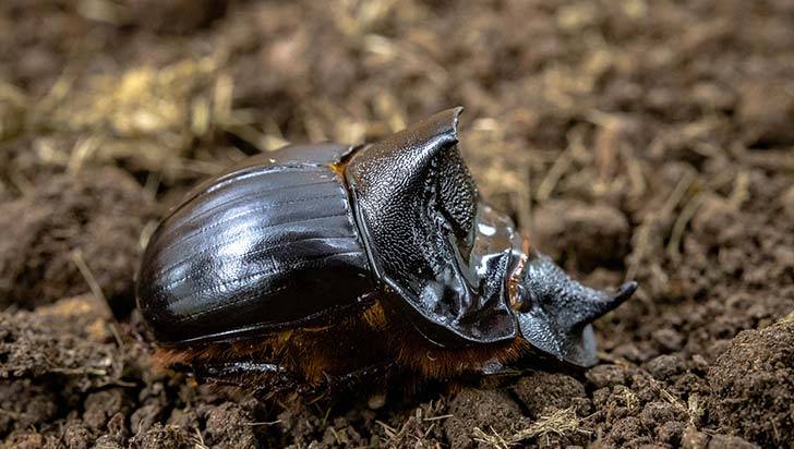 Escarabajo estercolero, opción para reducir gases en la ganadería