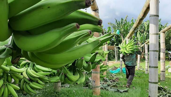Precio del plátano repunta, pero preocupa la baja productividad en Quindío