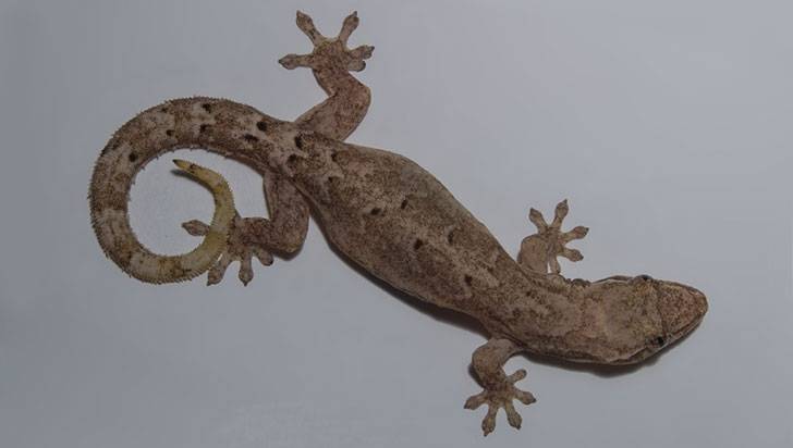 Lepidodactylus lugubris, un gecko amenazado