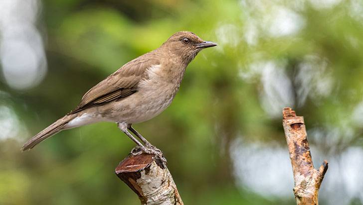 Mirla pantanera, el ave 'cantante' que solo se ve en Sudamérica