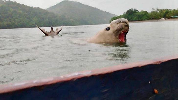 Denuncian asesinato de elefante marino que visitaba aguas del Pacífico colombiano