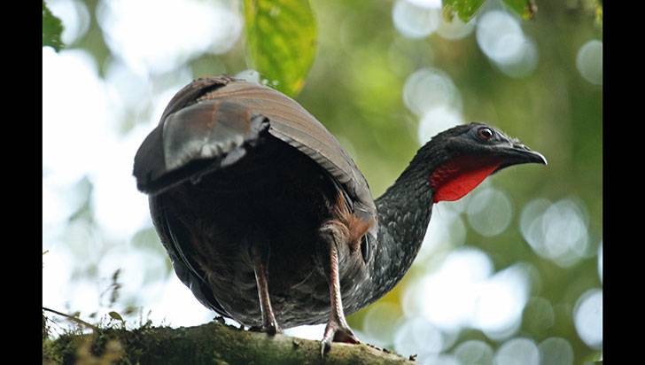 La pava caucana, un patrimonio ambiental del Quindío que está 'en peligro'