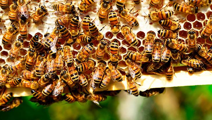 Prohibirán en el país el uso de plaguicidas con fipronil, un ingrediente mortal para las abejas