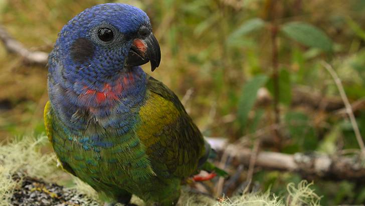 Son datos y hay que darlos: las cifras que demuestran que el Quindío es el paraíso de las aves