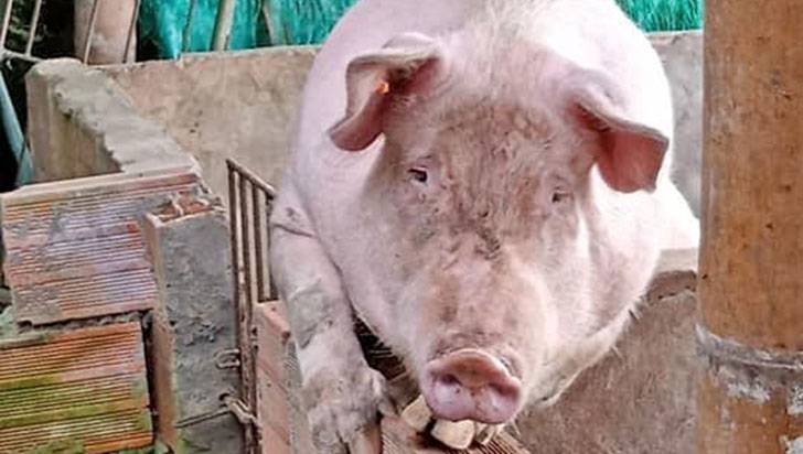 Robaron 5 cerdos de una finca en Santo Domingo Bajo, Calarcá