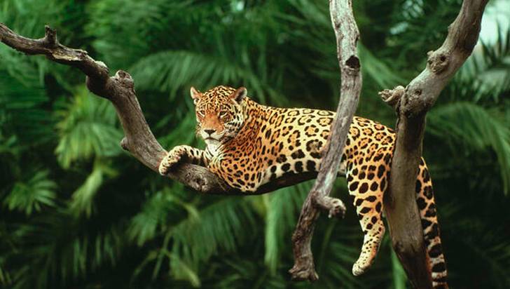 Ministerio de Ambiente promueve campaña para preservar al jaguar.