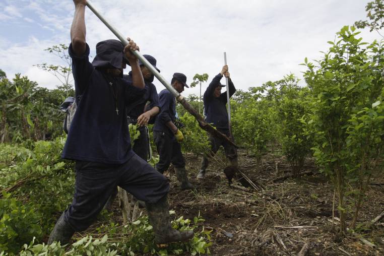 Los cultivos de coca en Colombia volvieron a romper récord con 230.000 hectáreas