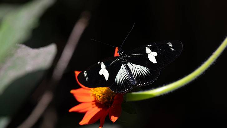 La ninfa de los bosques, bella y tóxica