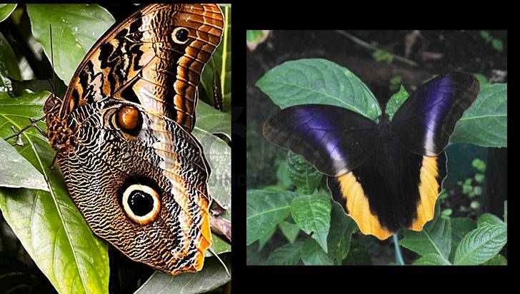 La mariposa búho real vuela en círculos alrededor de la hembra