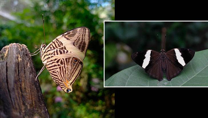 La mariposa rayada evoca a una sacerdotisa del dios del vino