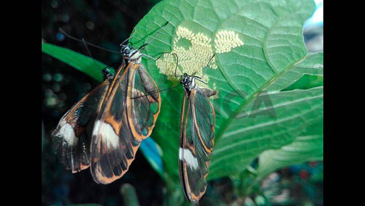 La mariposa alas de cristal: sensual y deletérea
