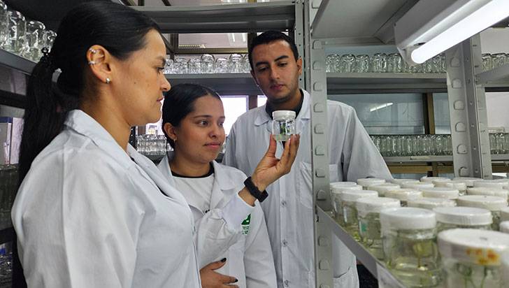 En laboratorio de la Uniquindío se cultiva plátano in vitro