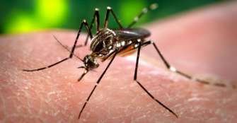 en-eeuu-intentan-combatir-el-zika-con-mosquitos-modificados-genticamente-1
