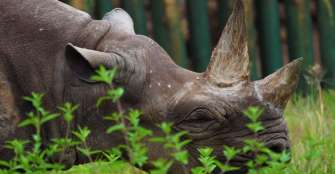 La rinoceronte â€œmÃ¡s longeva del mundoâ€ muriÃ³ a los 57 aÃ±os en Tanzania