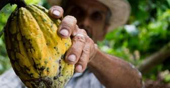 La producciÃ³n colombiana de cacao creciÃ³ 4,9 % en 2019