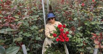 Las rosas colombianas para San ValentÃ­n, un trasfondo de resiliencia femenina