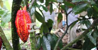 QuindÃ­o exportÃ³ 230 toneladas de cacao durante 2019; crecimiento del sector
