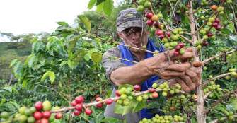 La producciÃ³n de cafÃ© de Colombia cae un 9 % en septiembre