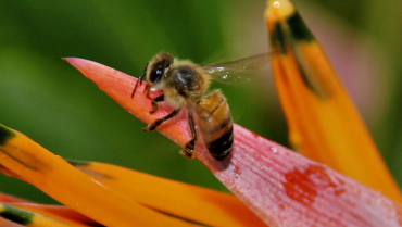 En el Quindío las abejas fueron  declaradas de interés social y ecológico