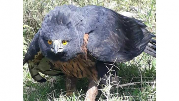 El águila crestada, un depredador en  peligro por la destrucción de los bosques