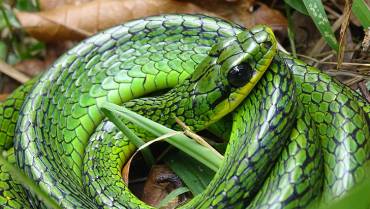 Chironius monticola, una serpiente que da latigazos