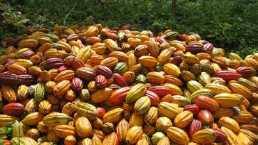 En Armenia, el plátano y el cacao hacen parte de Alianzas Productivas