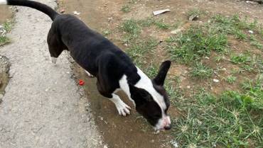 Gelma de la Fiscalía investiga agresión a perro en el barrio Lincoln de Calarcá