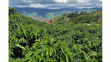 El café, impulsor del cambio del sur del Tolima