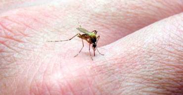 Una pequeña mutación puede hacer al virus del zika más peligroso