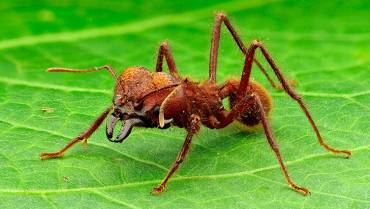 Aunque no lo crea, la hormiga arriera roja genera beneficios en los ecosistemas