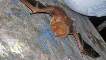 Reportan el primer registro del murciélago Lasiurus blossevillii en Quindío