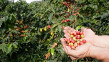 Producción de café repuntó en agosto, pero cifras de 2022 siguen siendo bajas