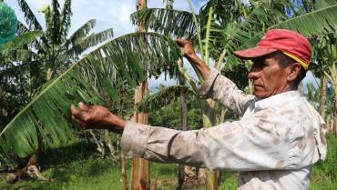 Las graves secuelas de la reciente granizada en los cultivos de Filandia y Quimbaya
