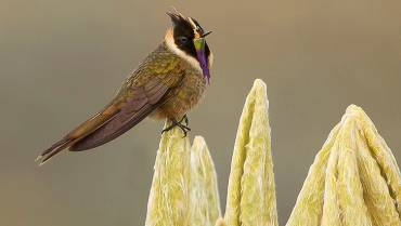 colibri-de-paramo-conozca-mas-de-esta-especie-que-asombra-por-su-belleza