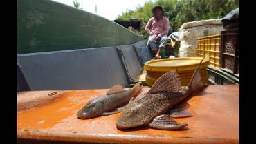 Los nocivos efectos del pez corroncho, invasor de los ríos y quebradas del Quindío