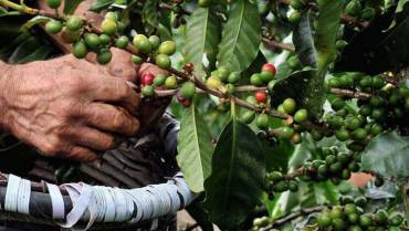 Producción de café a nivel nacional bajó un 6 % en noviembre debido a las lluvias
