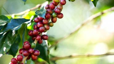 Producción de café en el Quindío ha disminuido un 20 %, ¿por qué?