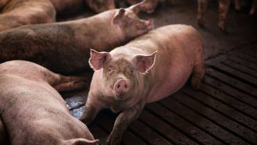 Por temporada decembrina se  aumentó la venta de cerdos
