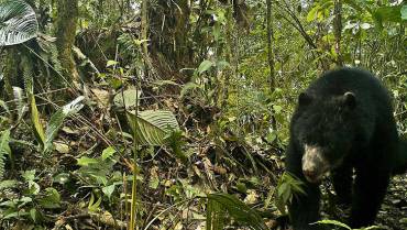 Campesinos de Génova y Pijao 'hicieron las paces' con el oso andino y los ataques bajaron