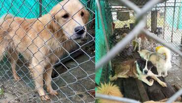 Criaderos clandestinos de perros, problemática silenciosa en el Quindío