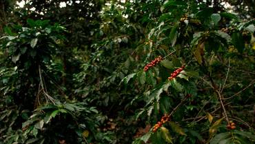 ¿Cambio climático pone en riesgo el cultivo de café? Estudio revela inquietantes hallazgos