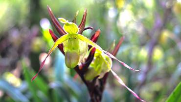 Orquídeas: otro de los tesoros del Eje Cafetero