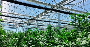 Legalización del cannabis, una apuesta de consenso contra el comercio ilegal