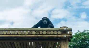 Protocolo de emergencia: el sacrificio de dos chimpancés en el Bioparque Ukumarí