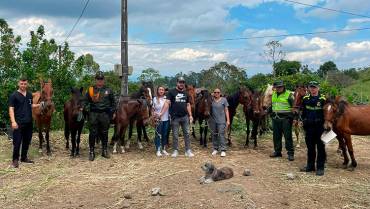 Policía de Carabineros rescató 15 caballos maltratados en Filandia