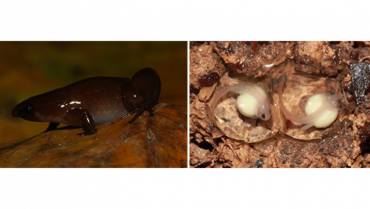 descubren-tres-nuevas-especies-de-ranas-invisibles-en-la-amazonia