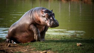 Minambiente comenzará a esterilizar hipopótamos, pese a recomendaciones científicas  