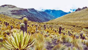 3.310 especies de flora y fauna habitan en el Quindío